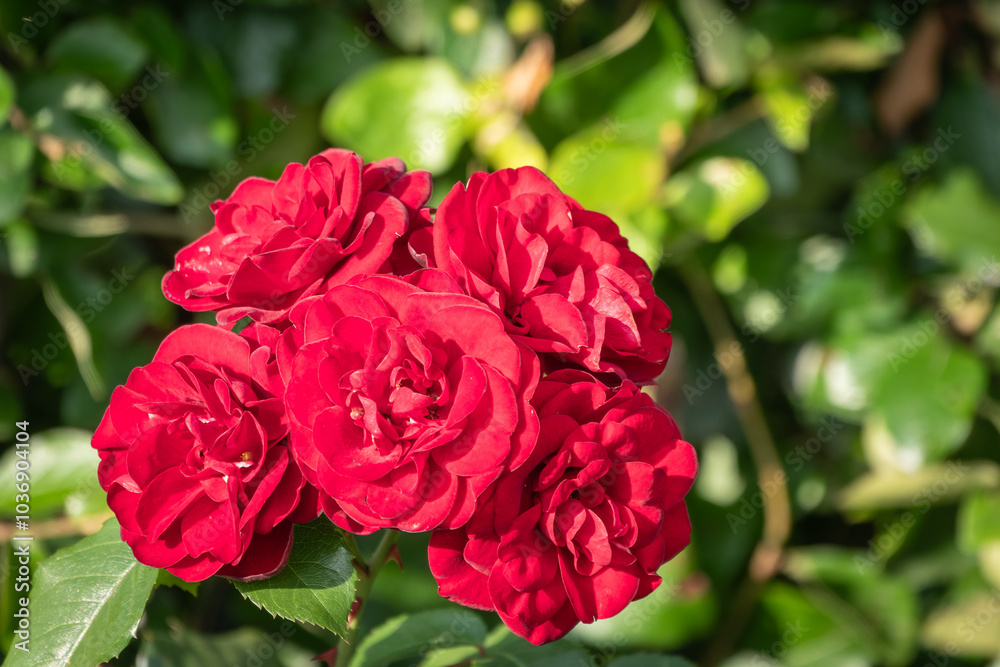 Blooming red rose bud with raindrops close up Blooming red rose bud with raindrops close up