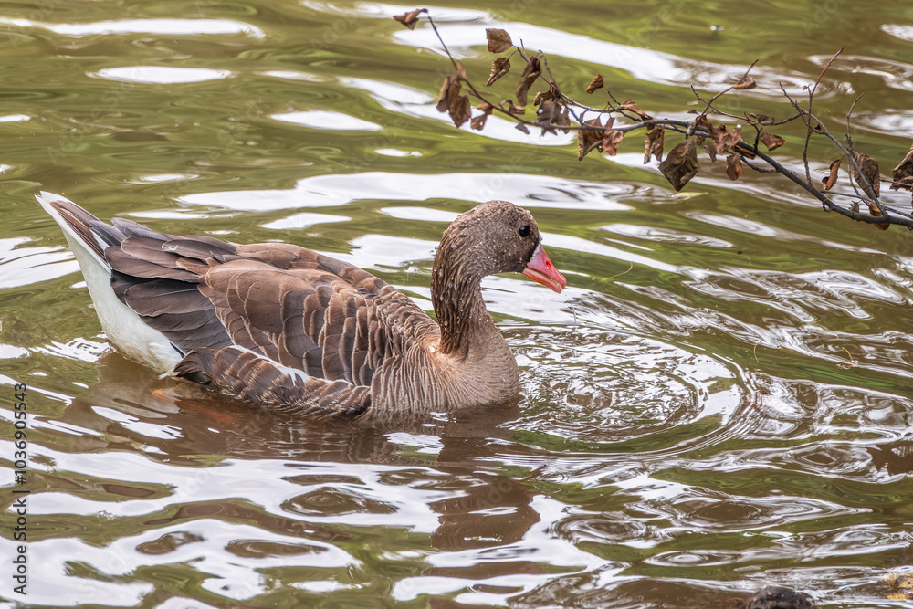 Greater White-fronted Goose (Anser albifrons) standing on the green shore of the pond. Greater White-fronted Goose (Anser albifrons) standing on the green shore of the pond.