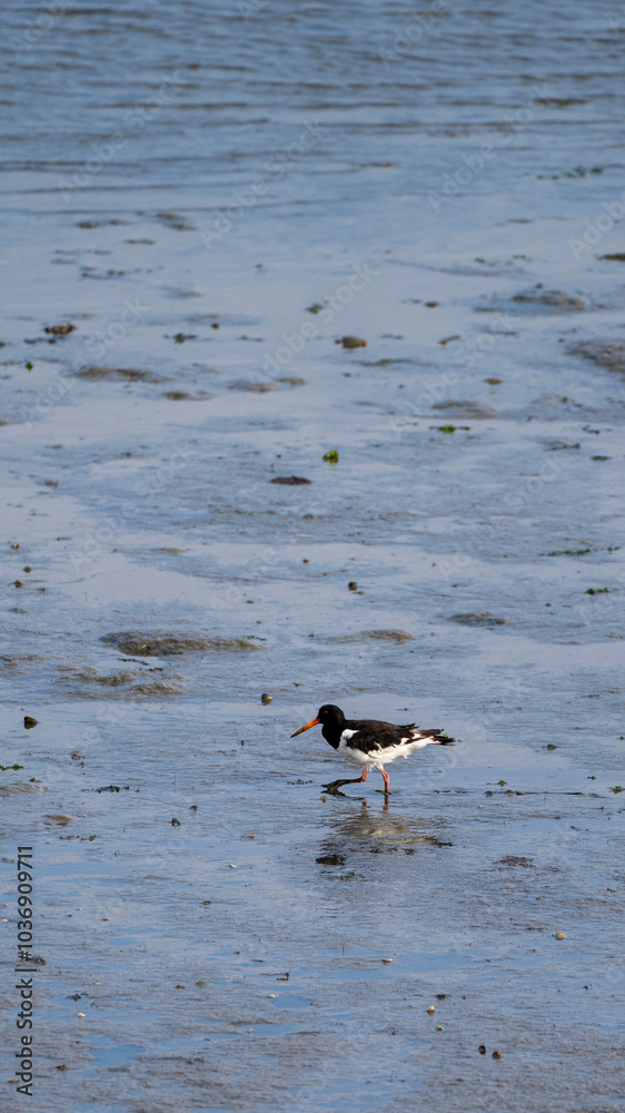 Sylt Birds.