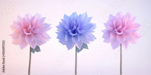 Isolated dahlia flowers against a white background, Isolated dahlia blossoms on a white backdrop