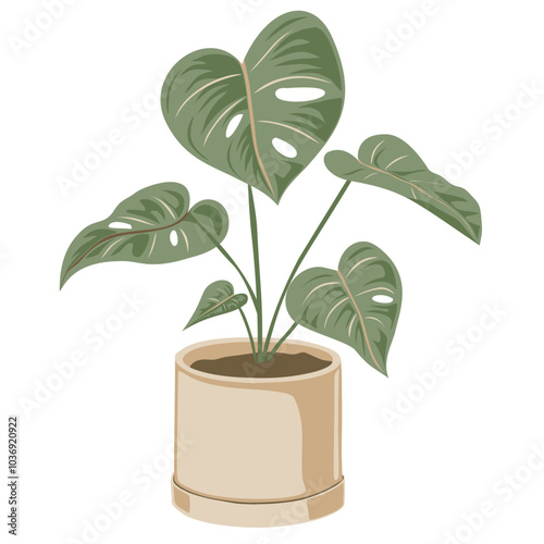 Monstera plant with pot