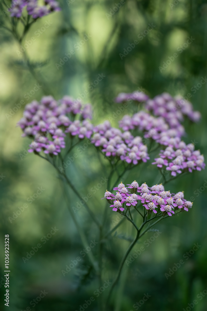 close-up of flowering Yarrow, achillea millefolium in violet pink, purple close-up of flowering Yarrow, achillea millefolium in violet pink, purple