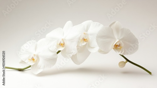 A close-up of a white orchid with delicate, translucent petals, sitting gracefully on a minimalist white backdrop.