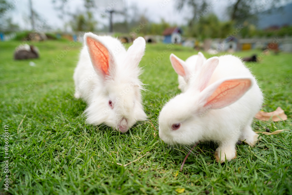 Group of healthy Lovely bunny fluffy rabbits, Adorable baby rabbit on green garden nature background Group of healthy Lovely bunny fluffy rabbits, Adorable baby rabbit on green garden nature background