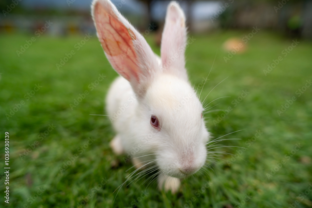 Fluffy rabbit bunny sitting green grass in spring summer background Fluffy rabbit bunny sitting green grass in spring summer background