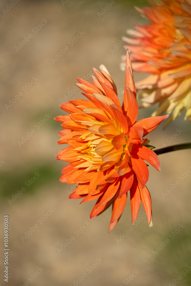 close-up of beautiful dahlia flower close-up of beautiful dahlia flower