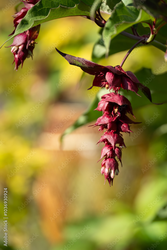 close-up of a Himalayan Honeysuckle, Pheasant Berry (Leycesteria formosa 'Purple Rain') close-up of a Himalayan Honeysuckle, Pheasant Berry (Leycesteria formosa 'Purple Rain')