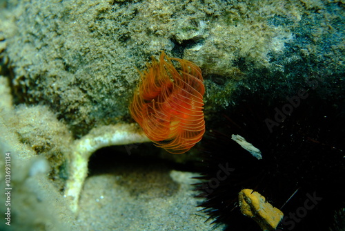 Polychaeta Smooth tubeworm or red-spotted horseshoe (Protula tubularia) close-up undersea, Aegean Sea, Greece, Halkidiki, Pirgos beach photo
