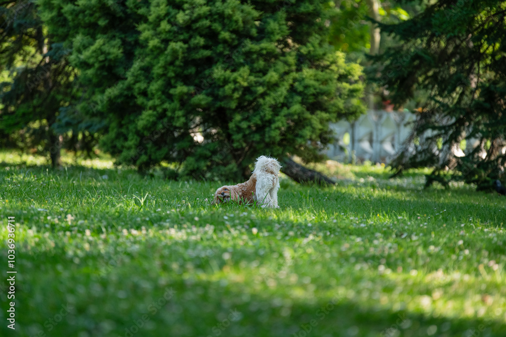 Naklejka premium dog back on grass