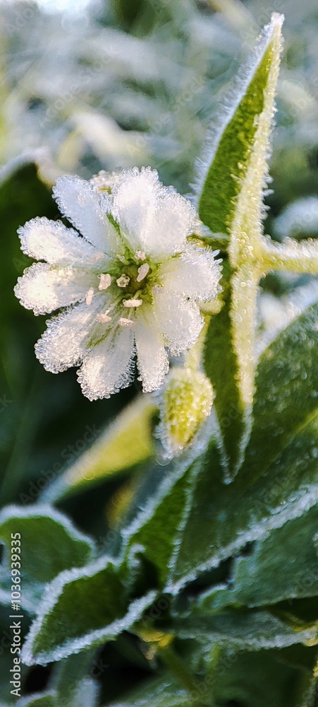 small white flower covered with frost small white flower covered with frost