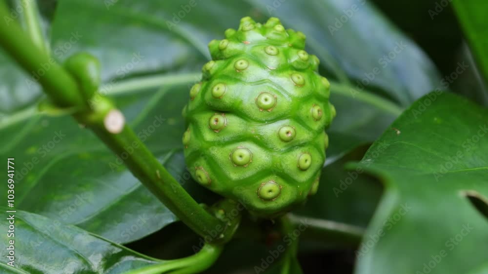 Young Noni on the Tree Young Noni on the Tree