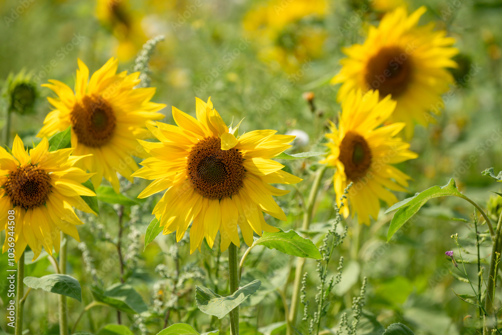 close-up of a Sunflower (Helianthus annuus) close-up of a Sunflower (Helianthus annuus)