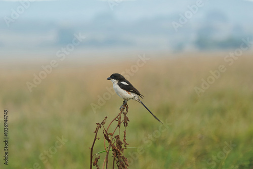 Northern Fiscal sitting in the branch of a tree with beautiful background at Amboseli National Park Kenya.