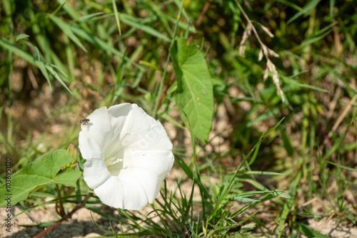 close-up of a small fly on a field bindweed flower a.k.a. bearbine, bethbine, cornbine, field convolvulus, wild convolvulus (Convolvulus arvensis) photo