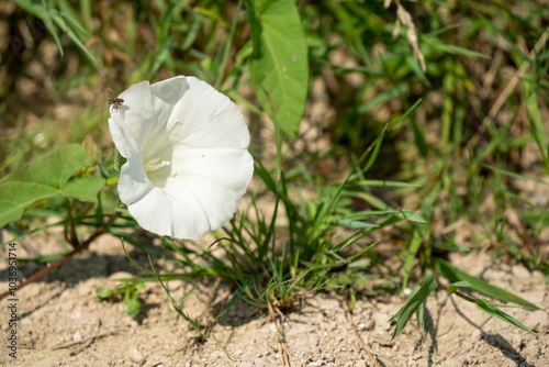 close-up of a small fly on a field bindweed flower a.k.a. bearbine, bethbine, cornbine, field convolvulus, wild convolvulus (Convolvulus arvensis) photo