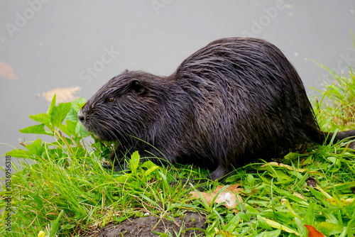 Nutria an einem Teich photo