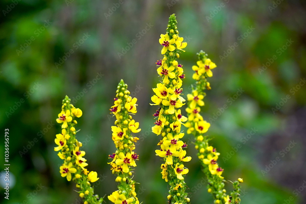 Blüte der schwarzen Königskerze Blüte der schwarzen Königskerze