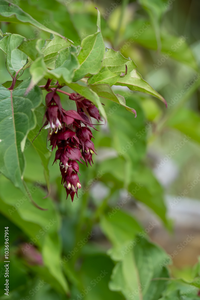 close-up of a Himalayan Honeysuckle, Pheasant Berry (Leycesteria formosa 'Purple Rain') close-up of a Himalayan Honeysuckle, Pheasant Berry (Leycesteria formosa 'Purple Rain')