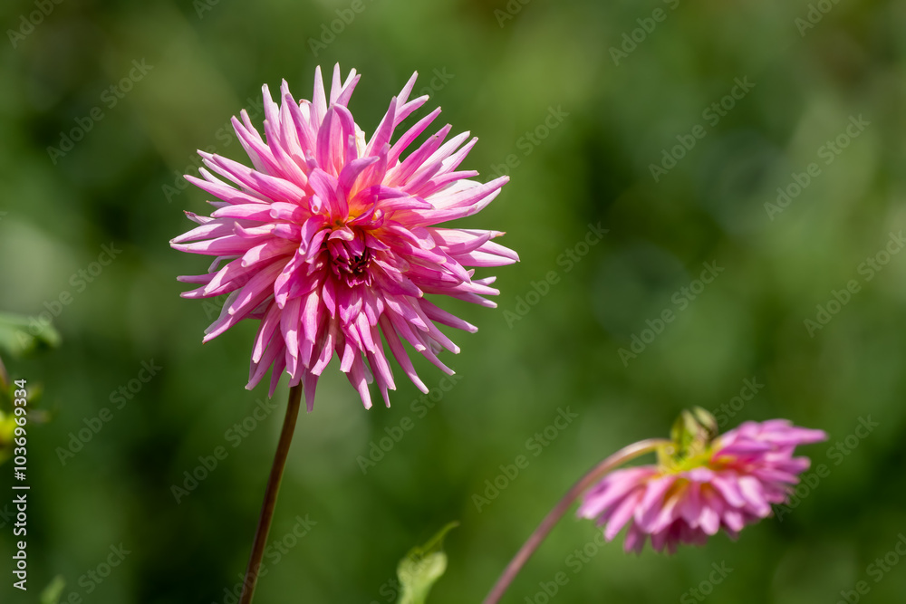 close-up of beautifual colourful dahlia flower close-up of beautifual colourful dahlia flower