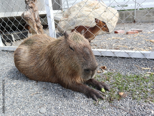 capybara is lying and sleeping on the ground design for relaxation concept