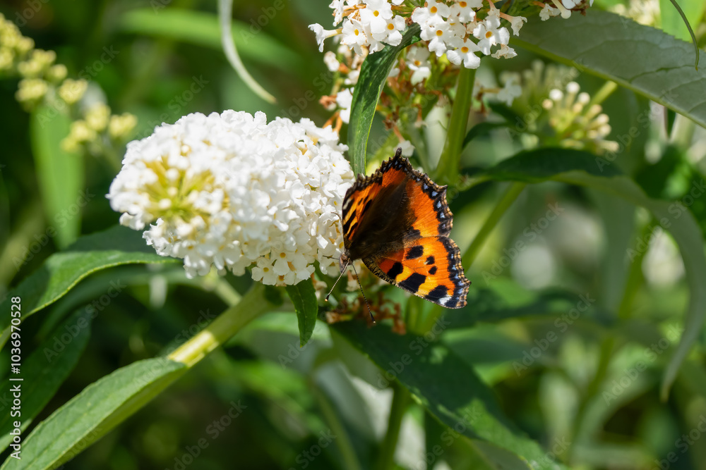 close-up of a small Tortoiseshell butterfly (Aglais urticae) feeding on a white buddleja davidii (white profusion) butterfly bush
