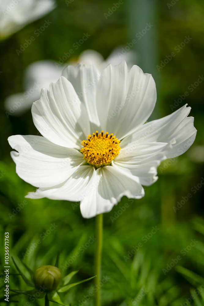close-up of a beautiful Cosmos flower head (Cosmos bipinnatus, Kosmos) close-up of a beautiful Cosmos flower head (Cosmos bipinnatus, Kosmos)