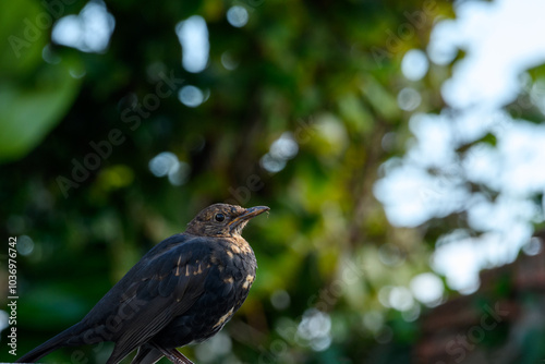 Hen blackbird perched on a branch. photo