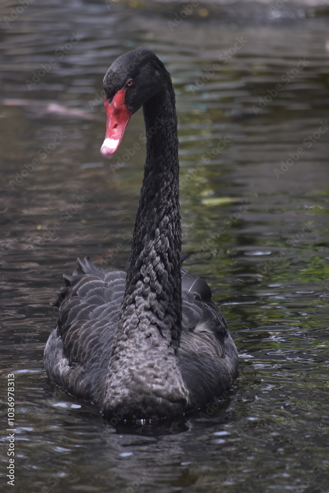 The black swan (Cygnus atratus) is a large waterbird, it is a large bird with The bill is bright red, with a pale bar and tip, legs and feet are greyish-black. A Black Swan singly swims on a lake. The black swan (Cygnus atratus) is a large waterbird, it is a large bird with The bill is bright red, with a pale bar and tip, legs and feet are greyish-black. A Black Swan singly swims on a lake.