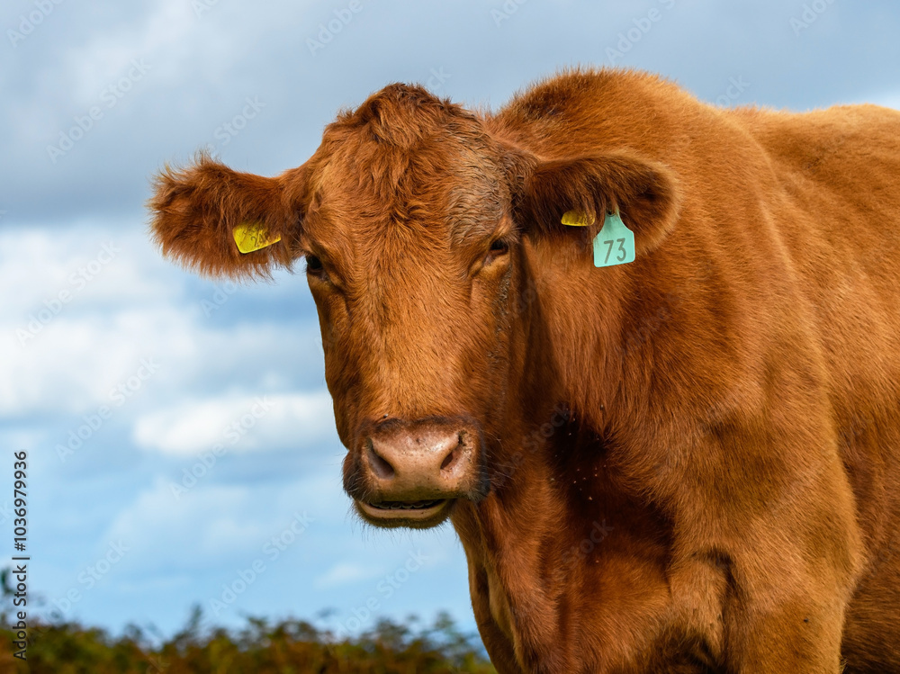 Brown cow standing, looking to camera on open moorland. Brown cow standing, looking to camera on open moorland.
