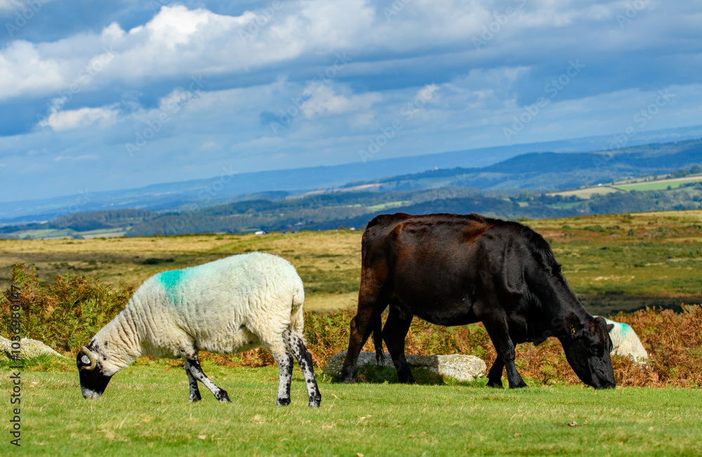 Sheep and cattle graze together on Dartmoor's national parkland. Livestock animals cohabiting in a harsh environment. Sheep and cattle graze together on Dartmoor's national parkland. Livestock animals cohabiting in a harsh environment.