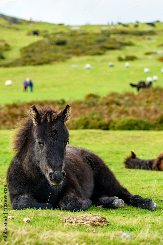 Dartmoor pony, foal laying on the national park moorland. A resting wild filly grazing on the Devon heathland. Dartmoor pony, foal laying on the national park moorland. A resting wild filly grazing on the Devon heathland.