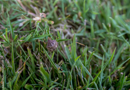 close-up of a Chlorochroa pinicola, a European species of shield bug in the tribe Nezarini. photo