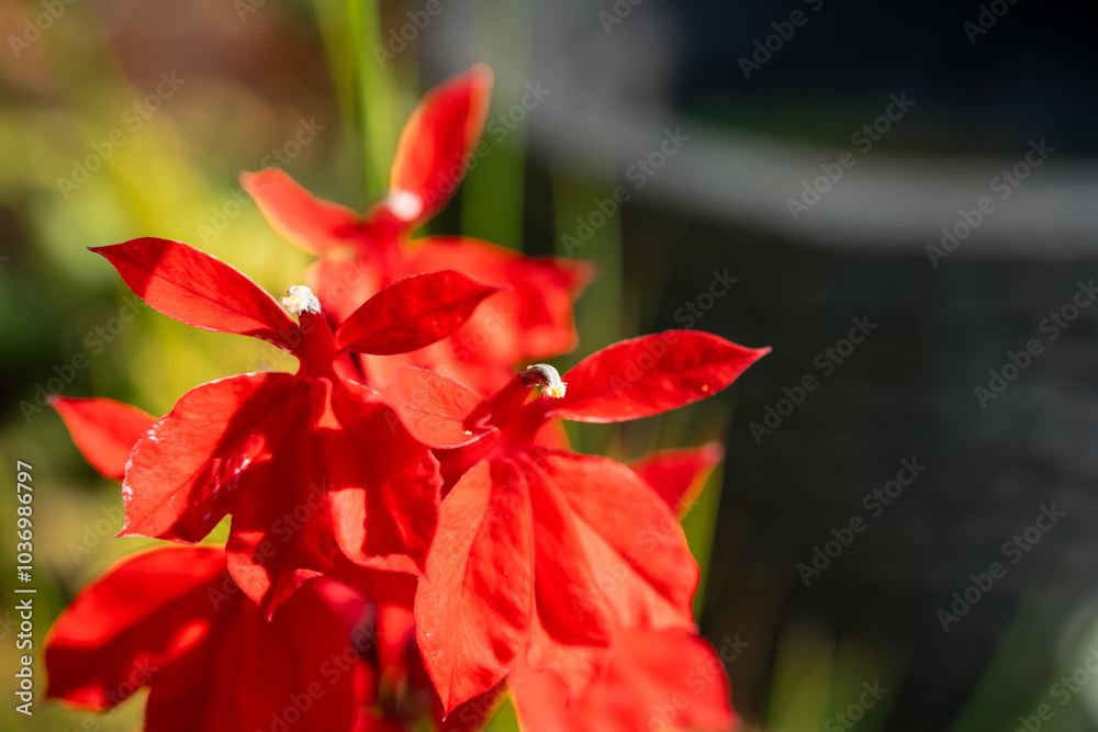 close-up of beautiful vibrant bright red flowering Lobelia Cardinalis plant, a perennial herbaceous pond plant close-up of beautiful vibrant bright red flowering Lobelia Cardinalis plant, a perennial herbaceous pond plant