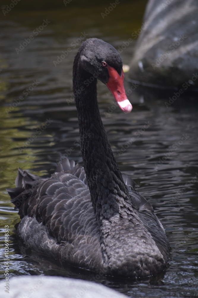 Fototapeta premium The black swan (Cygnus atratus) is a large waterbird, it is a large bird with The bill is bright red, with a pale bar and tip, legs and feet are greyish-black. A Black Swan singly swims on a lake.