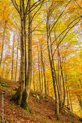 Autumn in Val Resia