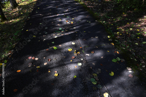 Asphalt pavement in autumn. Asphalt sidewalk in autumn covered with falling yellow leaves from trees, High Tatras.