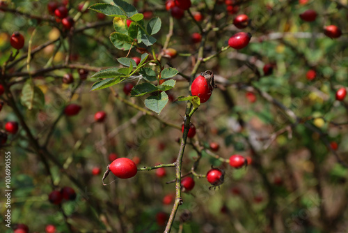 Ripe red rose hip on the bush.