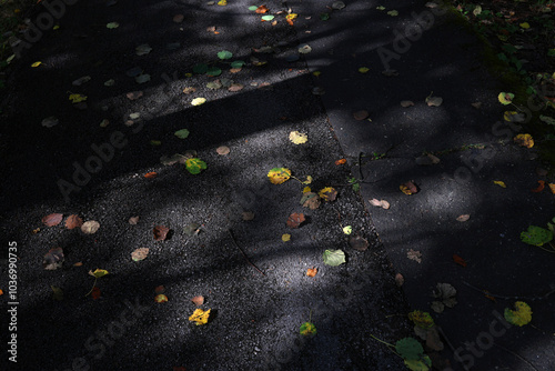 Asphalt pavement in autumn. Asphalt sidewalk in autumn covered with falling yellow leaves from trees, High Tatras.