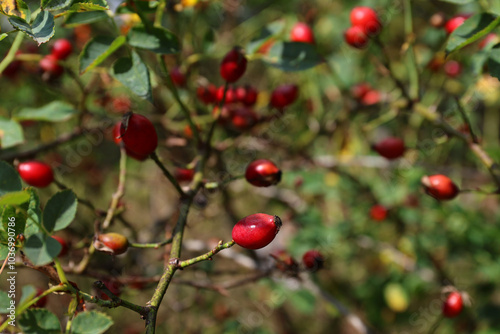 Ripe red rose hip on the bush.