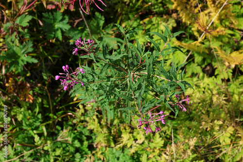 Epilobium angustifolium L.