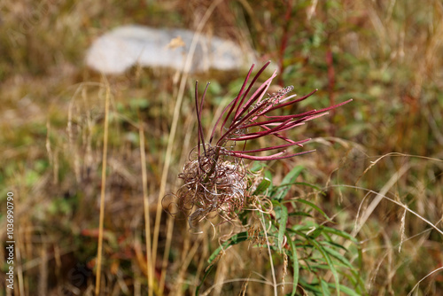 Flowered Epilobium angustifolium L. with developing seeds.