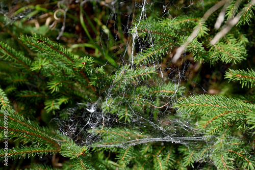 Cobweb on spruce. Torn cobweb on a young spruce, Slovakia. 