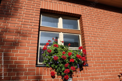 Blooming red geraniums in the window, Tatranska Lomnica, Slovakia.