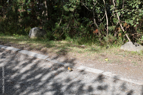 European robin bird on the edge of the hiking trail around Strbske pleso, High Tatras, Slovakia.