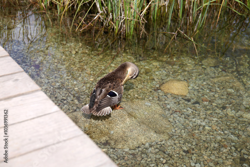 Ducks in the High Tatras. Ducks on Strbske pleso in High Tatras, Slovakia. 