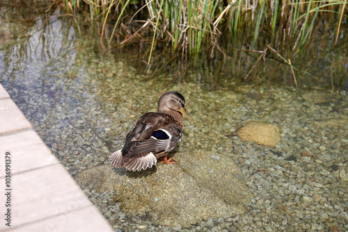 Ducks in the High Tatras. Ducks on Strbske pleso in High Tatras, Slovakia. 