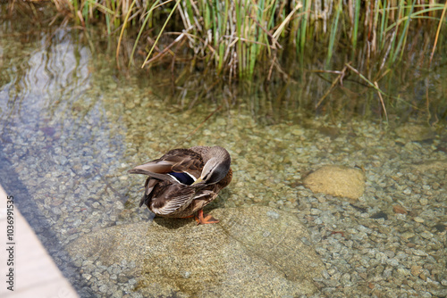 Ducks in the High Tatras. Ducks on Strbske pleso in High Tatras, Slovakia. 