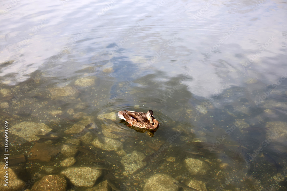 Ducks in the High Tatras. Ducks on Strbske pleso in High Tatras, Slovakia. Ducks in the High Tatras. Ducks on Strbske pleso in High Tatras, Slovakia.