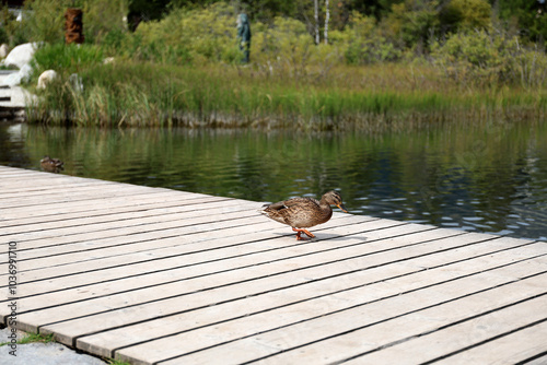 Ducks in the High Tatras. Ducks on Strbske pleso in High Tatras, Slovakia. 