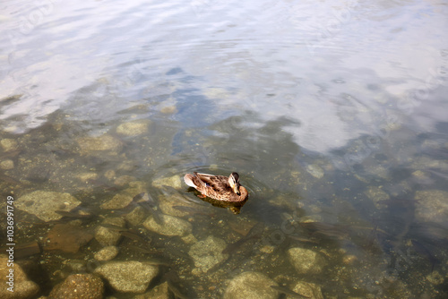 Ducks in the High Tatras. Ducks on Strbske pleso in High Tatras, Slovakia. 